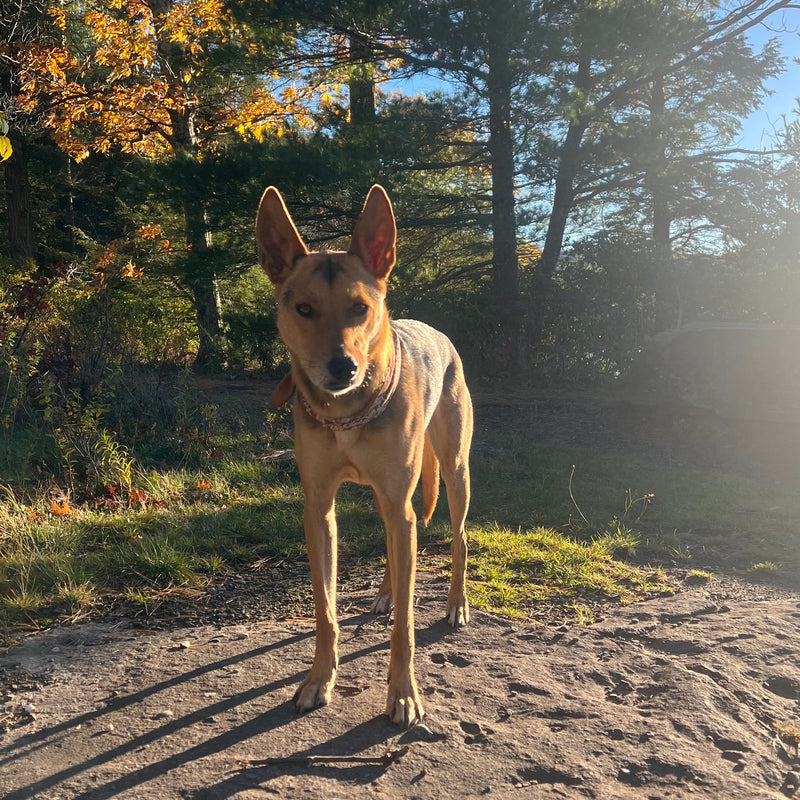 Custom Pet Sculpture